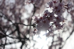 桜　富山　春